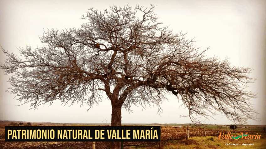 Árboles que son Patrimonio Natural de Valle María | Municipalidad de Valle  María